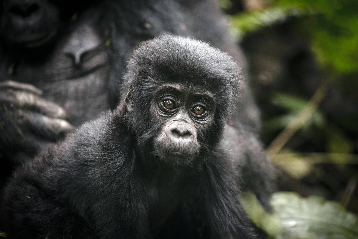 Gorilla Forest Lodge Ouganda Gorille bebe