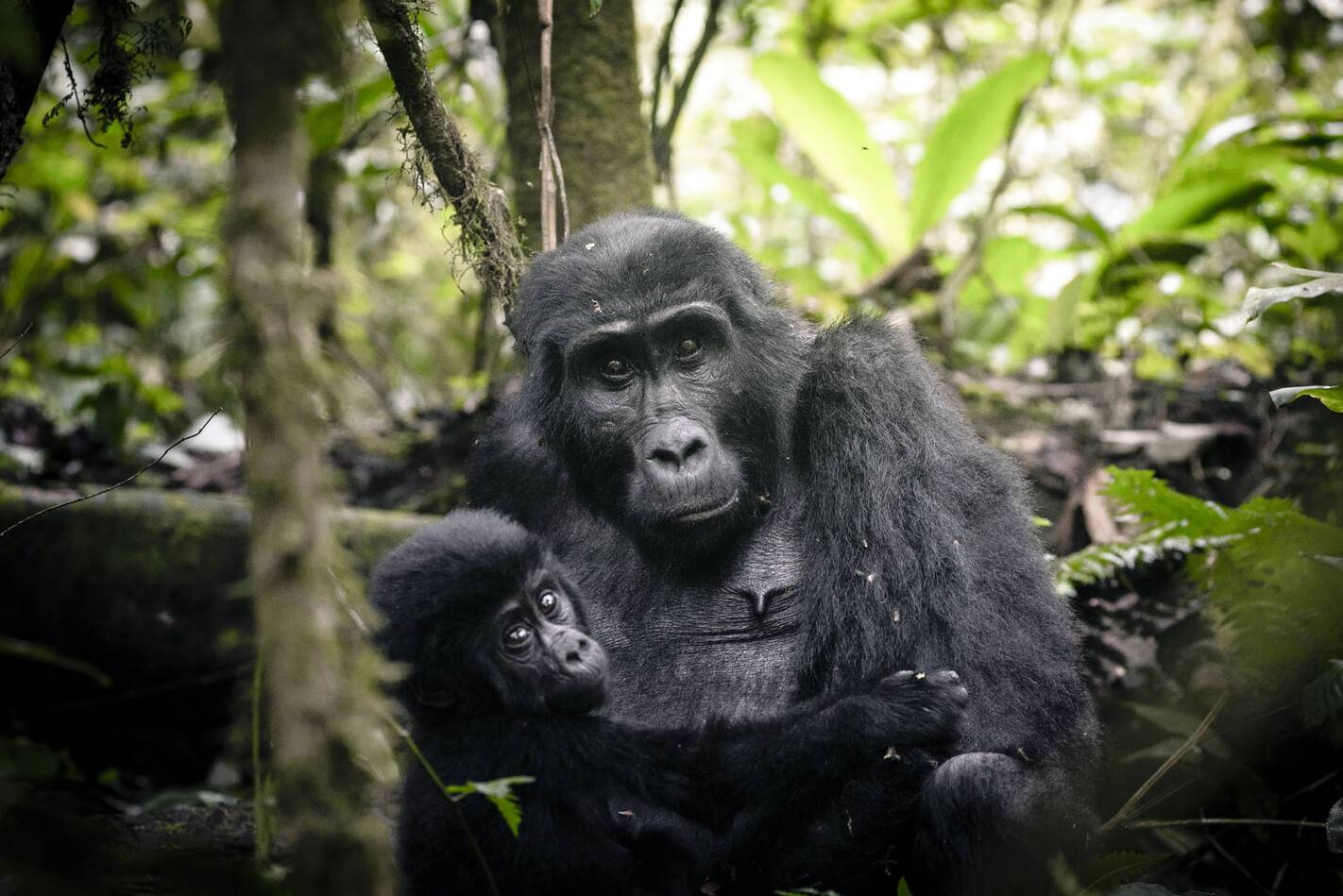 Gorilla Forest Lodge Ouganda Gorille famille