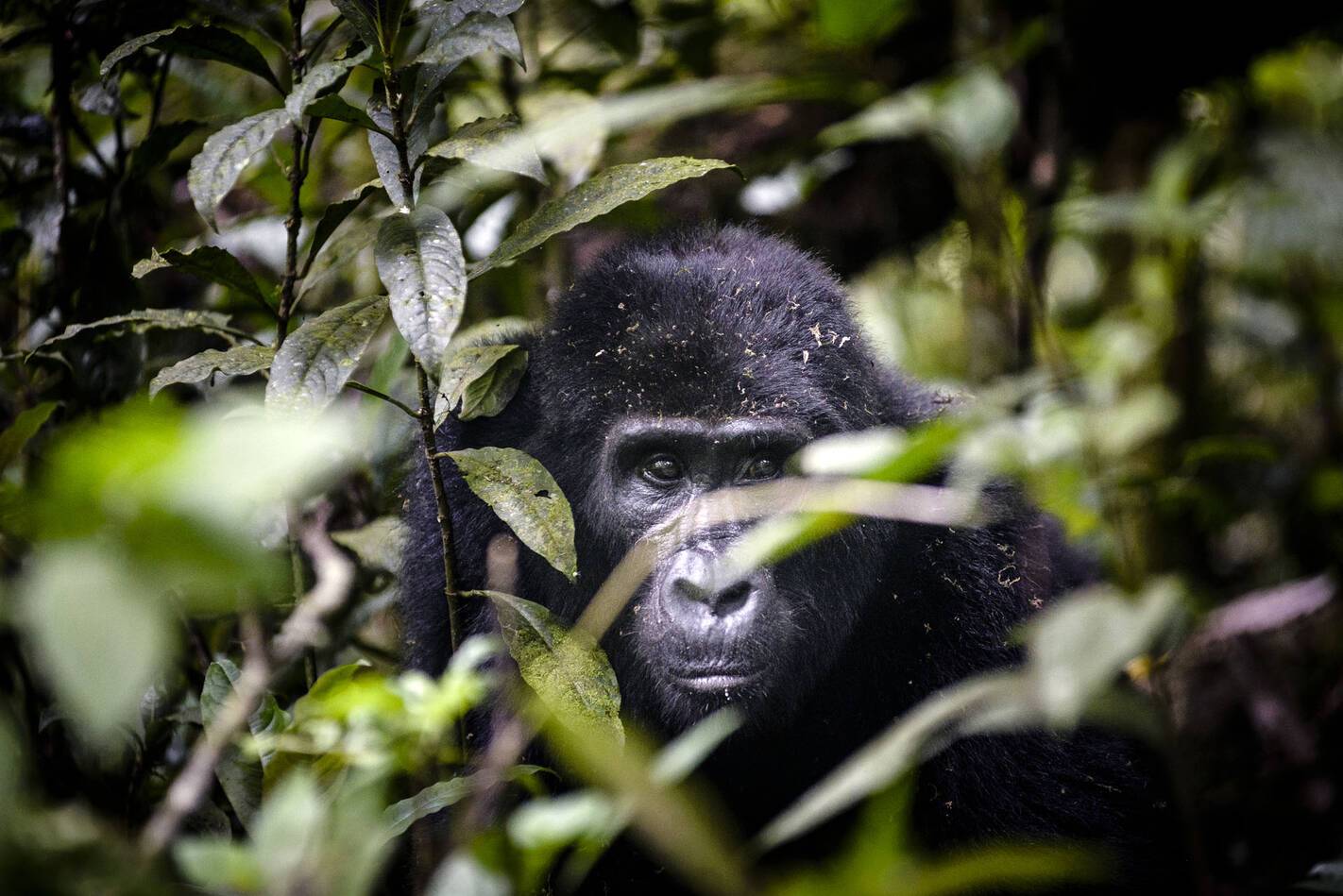 Gorilla Forest Lodge Ouganda Gorille foret