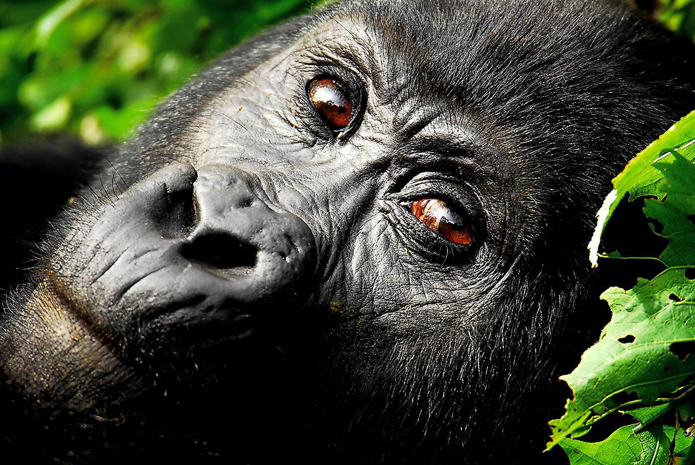 Gorilla Forest Lodge Ouganda Gorilles