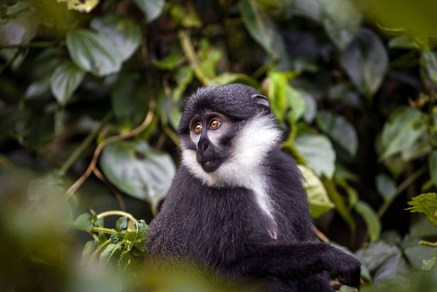 Gorilla Forest Lodge Ouganda Singes