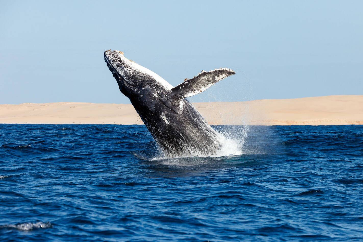 Kisawa Sanctuary Mozambique Baleine Orlando Miranda Salvador Colvee