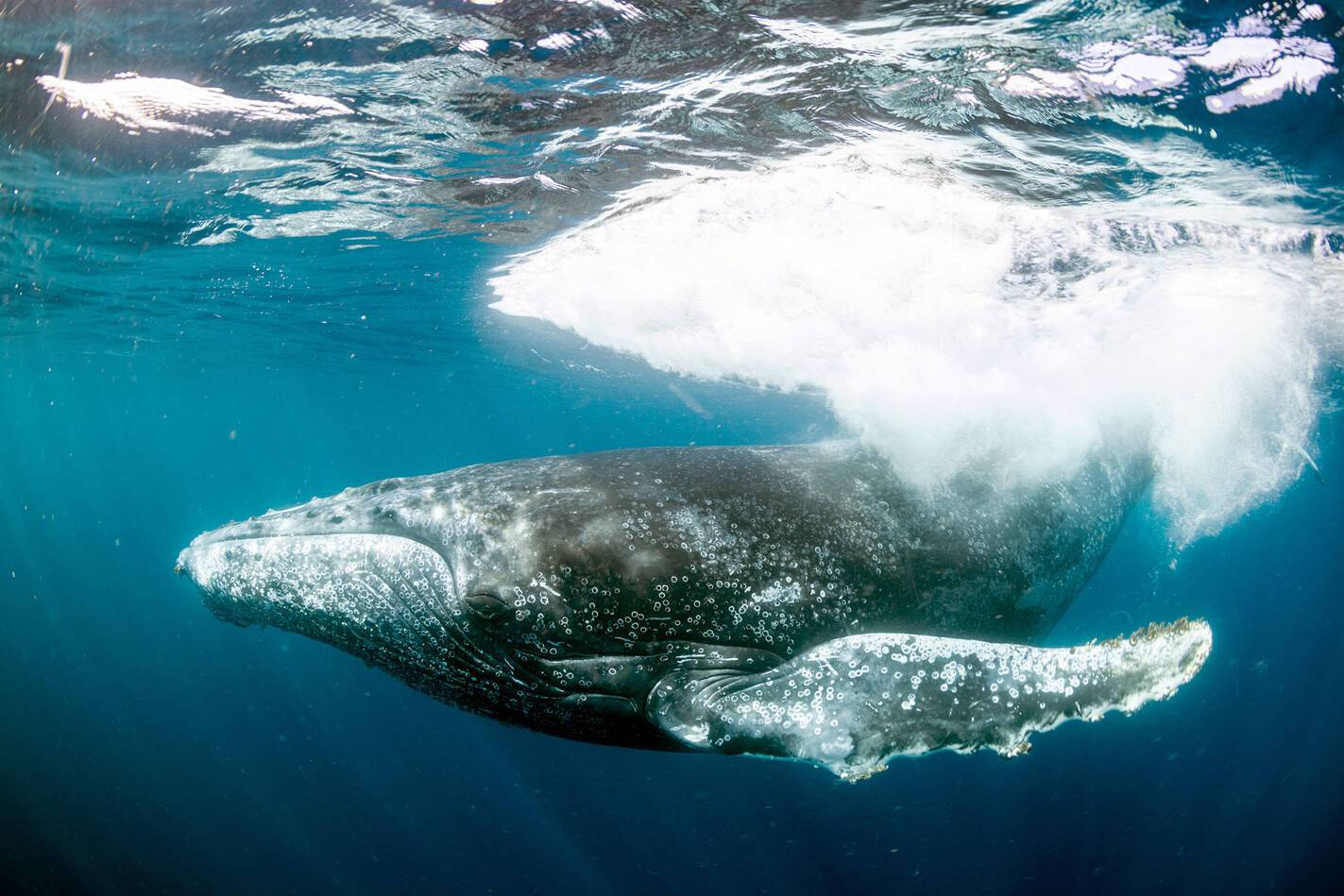 Kisawa Sanctuary Mozambique Baleine Orlando Miranda Salvador Colvee