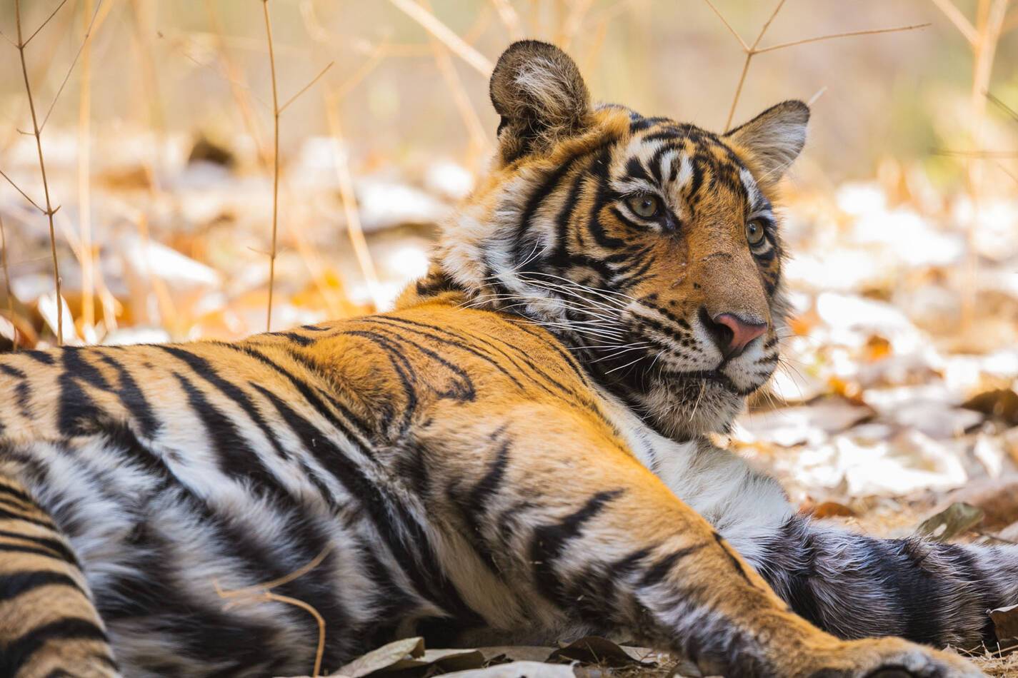 Aman i Khas Inde Ranthambore National Park