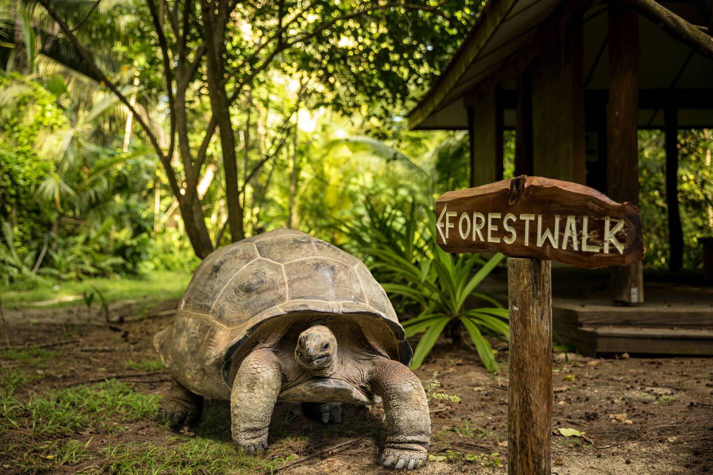 Denis Private Island Seychelles Forest Walk